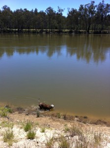 Buster taking a dip in the Murray River
