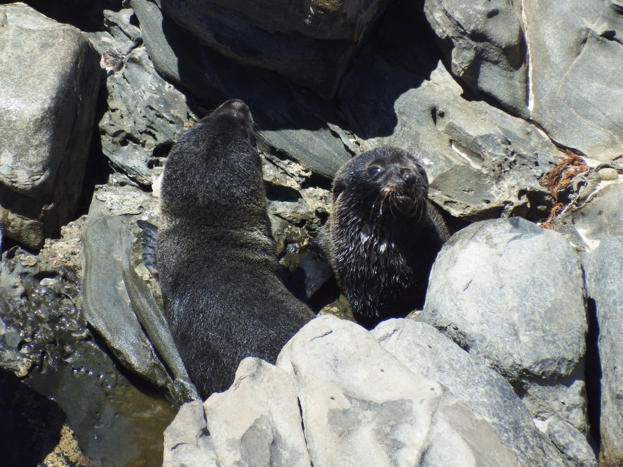 Fur Seal Pups
