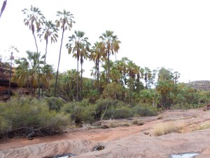 Palm Valley